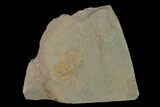 Pelagic Trilobite (Cyclopyge) Fossil - El El Kaid Rami, Morocco #140525-1